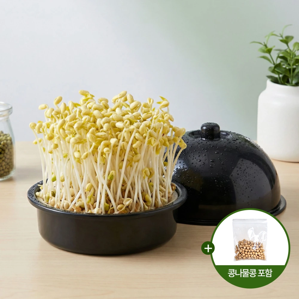 [DAMDA] 콩나물재배기+콩 1회분 세트 콩나물 키우기 (업체별도 무료배송)
